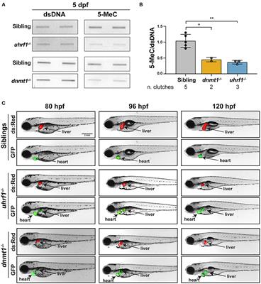 uhrf1 and dnmt1 Loss Induces an Immune Response in Zebrafish Livers Due to Viral Mimicry by Transposable Elements